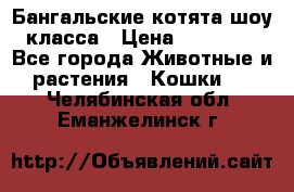 Бангальские котята шоу класса › Цена ­ 25 000 - Все города Животные и растения » Кошки   . Челябинская обл.,Еманжелинск г.